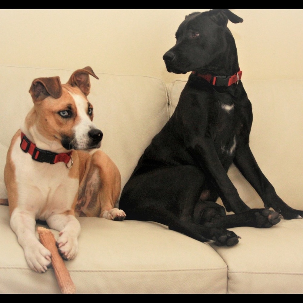 My Rescue Pups